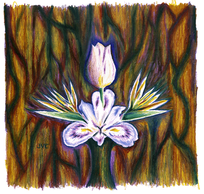 Bird of Paradise