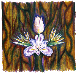 Bird of Paradise